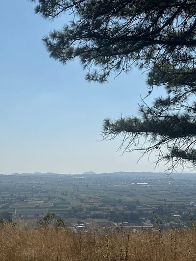 A sweeping, hazy valley stretches into the distance, punctuated by fields and settlements. A dry, grassy slope leads to the view. Overhead, dark pine boughs frame the landscape with their needled branches. The sky is a muted blue, hinting at a warm, somewhat hazy day.