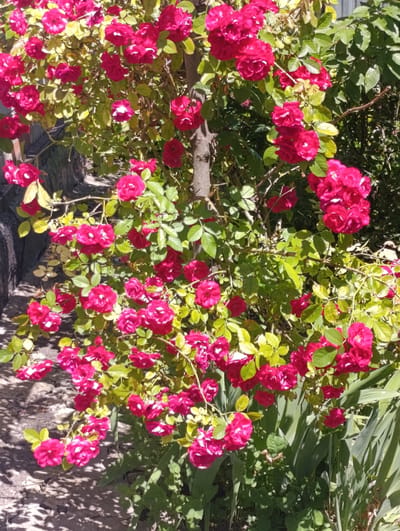 This image depicts a close-up, eye-level view of a vibrant bush overflowing with bright pink roses. The roses, in various stages of bloom, are densely clustered on thorny branches interspersed with small, light green leaves, some of which appear slightly yellowed or sun-damaged. The background is a mix of lush green foliage and dappled sunlight, suggesting an outdoor setting. To the left, a textured, gray stone wall or pathway is visible, with strong shadows cast across it. A portion of a rough, gray tree trunk runs vertically through the center of the frame, providing support for the rose bush. The overall impression is one of a lush, sunlit garden. The location is identified as Pokrovske, Ukraine. There are no people or animals present in the image.