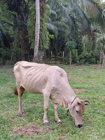 A light-colored, emaciated cow with visible ribs and hip bones grazes on green grass. It has short horns, light brown ears, and a rope halter around its head, leading to a tether that is not fully visible. The cow is positioned facing right, with its head down, consuming grass. In the background, lush tropical vegetation is present, including several prominent palm trees and other dense foliage. A rudimentary wooden fence or barrier with vertical posts is partially visible in the middle ground, amidst the greenery. The scene is illuminated by natural light. The location is in Keude Cunda, Indonesia.