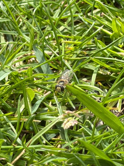 A bee is resting in a patch of green grass. The location is Kavrakirovo, Bulgaria.