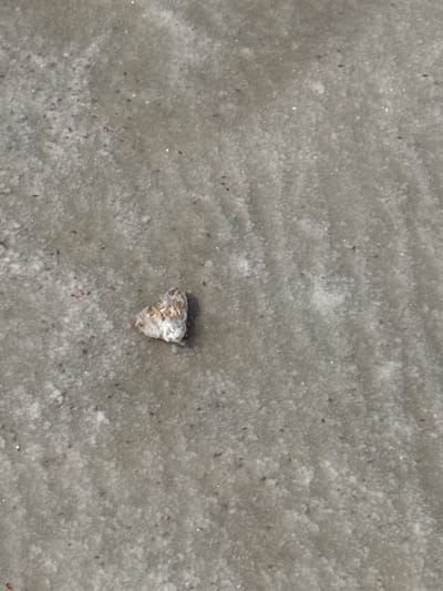 The image shows a top-down view of a single, small, dead moth on a sandy, grey surface. The moth is predominantly white and grey with some brown markings. The sandy surface appears wet in places, with ripples and an uneven texture. Small dark specks, possibly debris or insects, are scattered across the surface. The image does not provide any information about the location in Bursol', Russia.