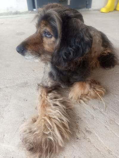 A long-haired, brown and black dog is lying down on a concrete surface. The dog is facing left, with its head turned slightly towards the camera. Its fur is shaggy and unkempt. In the background, a grey metal door and a yellow boot are visible. The image appears to be taken outdoors in what could be a residential or industrial area. The specific location in Maladzyechna, Belarus cannot be determined from the image alone.