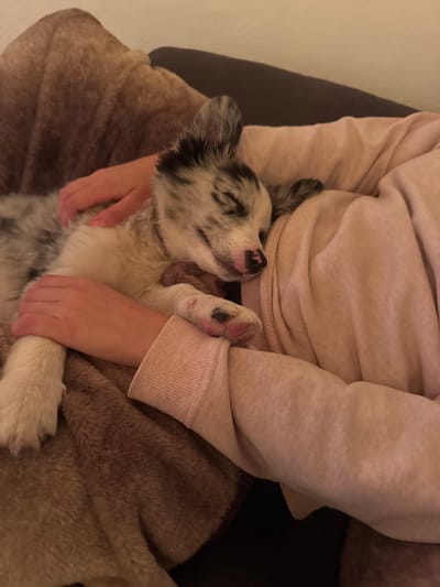 A person wearing a beige sweatshirt is seated, cradling a sleeping puppy. The puppy, which is mostly white and gray with black speckles, is nestled in the person's lap with eyes closed. The person's hands are gently holding the puppy, and the puppy's paws are visible. The scene exudes a sense of warmth and comfort. The background is neutral, with a brown blanket visible in the lower part of the image.