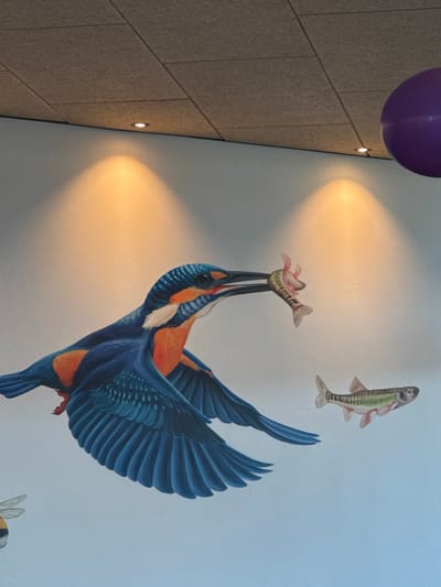 The scene captures an indoor wall in Altenheim, Germany, featuring a detailed, vibrant mural. The wall itself is light blue. A large, colorful common kingfisher (Alcedo atthis) is depicted in mid-flight, its wings outstretched, showcasing brilliant blue plumage on its back and wings, with a contrasting orange underside. The kingfisher's long black beak holds a small, silver-pink fish firmly. To the right, a second, larger silver-green fish with a lighter underside is painted, appearing to swim. A portion of a yellow and black striped bee is visible in the lower-left corner. The ceiling above the mural consists of rectangular, light brown acoustic panels with visible seams. Two recessed spotlights are integrated into the ceiling, casting distinct cones of warm, orange light onto the mural below. A large, spherical purple object is partially visible in the upper right quadrant of the image.