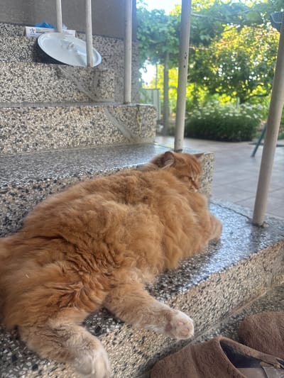 An orange, long-haired cat is lying on the concrete steps of a building. The cat's body is curved, with its head tucked in. Its fur is fluffy and appears warm, with lighter colored paws. The steps are speckled with dark and light gray aggregate. A white dish is visible on a higher step, with a blue glove beside it, suggesting human presence. The background shows lush green trees and foliage, indicating an outdoor setting. The scene appears to be a residential area in Vaklino, Bulgaria, a village with a rustic charm. Two brown slippers are on the ground near the bottom step.