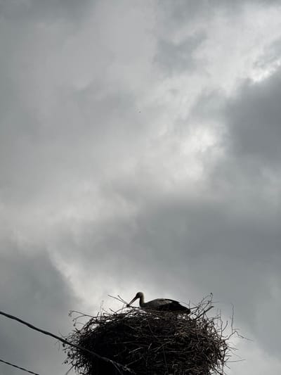 In Kommolovo, Russia, a stork is perched in its nest, which is situated atop a utility pole. The nest is a large, messy construction of twigs and branches. The stork, a large bird with white plumage and black wing feathers, is facing to the left, with its long, slender beak angled downwards. The sky above is overcast with heavy, grey clouds, suggesting impending rain or a gloomy day. Two dark, horizontal wires of the utility pole are visible in the foreground, crossing the frame from left to right.