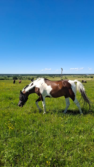 A pinto horse with a black fly mask grazes in a bright green, sunlit meadow dotted with small yellow wildflowers. The horse is predominantly brown with large white patches. In the background, several other horses are visible, appearing as dark silhouettes against the field. The landscape extends to a distant tree line under a vast, clear blue sky with a few faint white clouds. The location is identified as Kaporskoe, Russia.