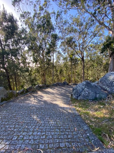 An outdoor shot shows a cobbled stone path along the edge of a forest in Esposende, Portugal. The forest contains thin, straight trees. Light peeks through the leaves. A large rock rests next to the path.