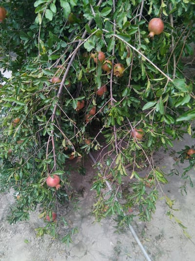 The image depicts a pomegranate tree laden with ripe fruit, branches heavy with red and green pomegranates. The tree is densely leaved, with the green foliage creating a canopy. The ground beneath the tree is a dry, dusty soil, cracked and uneven, suggesting an arid or semi-arid environment. A white hosepipe is visible on the ground, snaking horizontally across the lower portion of the frame. The overall scene conveys a sense of abundance and natural growth in a rural or agricultural setting. The location is identified as Chhina Uttar, Pakistan.