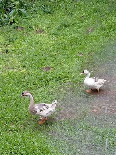 Two ducks graze in a grassy area. One duck has white and light brown feathers, its long neck bent downward. The other duck, mostly white with some brown markings, is further up the scene, also foraging. There is a narrow path or muddy area behind the first duck. The vegetation is lush, with varying shades of green.