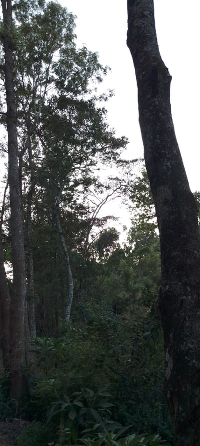 A wooded area reveals various tall trees, some slender and gray, others thick and dark with textured bark. Lush green undergrowth fills the space between the trees, obscuring the ground. The sunlight filters through the upper branches creating a soft, bright backdrop to the scene. The trunks occupy a dominant presence in the foreground, framing the deeper forest.