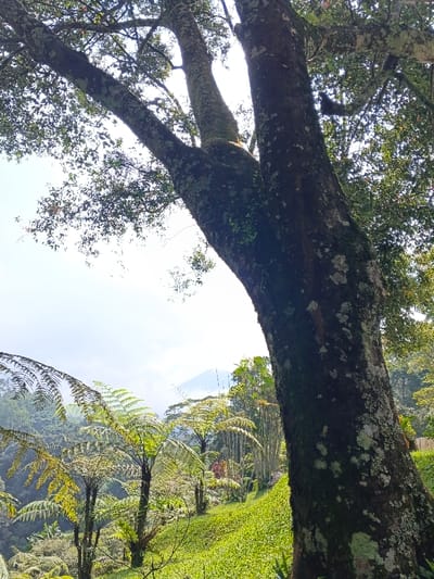 A large, moss-covered tree trunk dominates the right of the frame, its branches extending overhead. In the distance, a mountain peak is visible under a hazy sky. Green tree ferns dot the landscape, creating a lush, verdant scene. A small stand of bamboo can be seen amongst the ferns. The perspective is from below, emphasizing the height of the tree and the depth of the landscape.