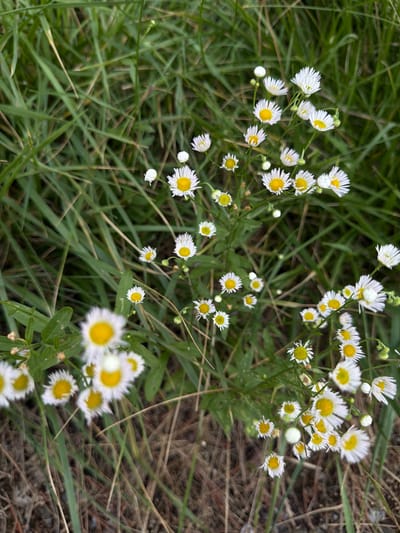 A high-angle, eye-level medium shot captures a patch of daisies in a grassy area of Pocheon-si, South Korea. The daisies, with their white petals and yellow centers, are scattered amongst tall, green grass and dried brown grass. The lighting is natural, suggesting daylight. No people or animals are visible in the scene. The image focuses on the natural flora of the area.