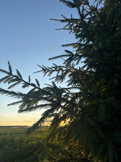 The image is a close-up shot of dark green spruce branches against a clear blue sky. The branches are dense with needles and hang from the top of the frame. Sunlight filters through the needles in some areas, creating a dappled effect. Below the branches and to the right, a landscape is visible, featuring green fields and trees. The horizon line is low in the frame, with the sky dominating the upper portion. The lighting suggests it is daytime, possibly late afternoon or early evening, as the sunlight appears warm and golden in the distance. The location is identified as Новое, Russia. There is no visible text in the image. The overall mood is serene and natural, focusing on the texture and color of the spruce branches and the expansive sky.