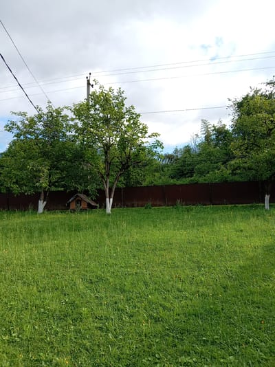 An outdoor, low-angle, medium shot captures a backyard scene on a cloudy day in Khwap, Abkhazia. A large expanse of mown, green grass, dotted with small yellow wildflowers, fills the foreground and extends towards a dark brown, horizontal fence in the midground. Behind the fence, dense green foliage forms a backdrop. Two trees with whitewashed trunks stand in the midground, their leaves a vibrant green. To the left of the right tree, a small, wooden doghouse with a triangular roof is visible. In the upper portion of the image, telephone wires stretch across the sky, and a utility pole with insulators is visible to the left.
