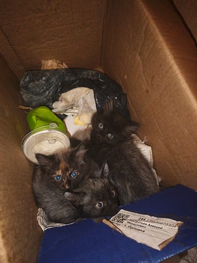 Three young domestic kittens are observed huddled within a corrugated cardboard box in the city of Терновский округ, Ukraine, specifically identified by a label as "1. Орловка." The central kitten exhibits a dark tortoiseshell or calico pattern with piercing blue eyes, directed forward. To its immediate right, a dark-furred kitten with blue-green eyes peers from behind the first, also facing forward. A third dark-furred kitten, displaying similar eye coloration, is partially visible at the lower right, looking towards the right side of the frame.
The interior of the brown cardboard box contains various items of refuse: a crumpled black plastic bag, several pieces of light-colored crumpled paper or fabric, a bright green plastic object (possibly a cap or collapsed container), and an inverted clear plastic lid. A piece of dark blue fabric or material lies at the bottom-right, upon which rests a beige paper label. This label contains a QR code, the timestamp "03.2024 23:23:44," an identification number "244 / DO-00273304," the name "Кондратьев Алексей Михайлович" (Kondratiev Alexey Mikhailovich), and the aforementioned location "1. Орловка." The kittens appear alert, their eyes prominently reflecting light in what seems to be a dimly lit environment.
