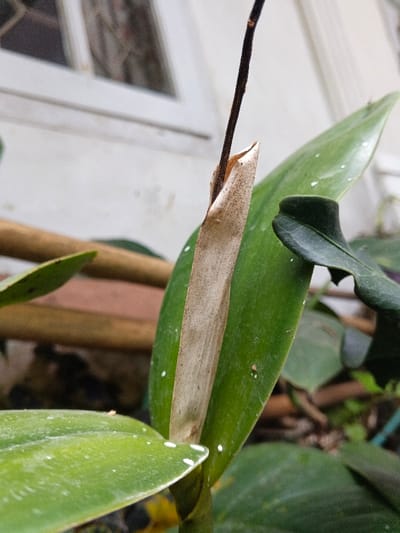 A close-up captures an orchid plant. Predominantly green leaves frame a tan, dried sheath from which a thin, dark stem emerges. The leaves have faint white speckles and minor blemishes. A blurry background reveals a window frame and glimpses of a wooden structure among the surrounding foliage. The scene is naturally lit.