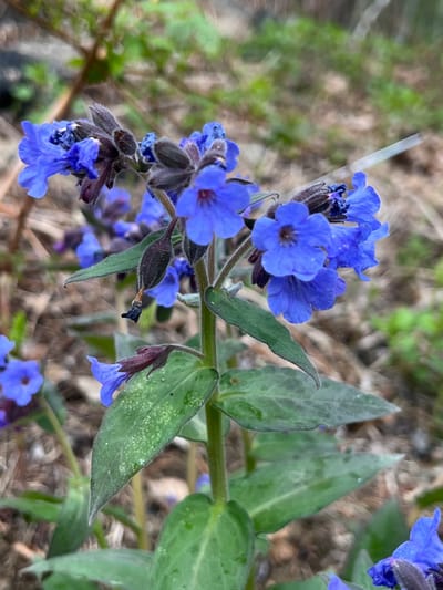 A close-up shot captures a cluster of blue flowers with green leaves in an outdoor setting. The flowers are small and arranged densely on the stems, some still in bud. The leaves are oval-shaped with a textured surface. The background is blurred, revealing glimpses of foliage and ground cover. The location is in the city of Patrony, Russia.
