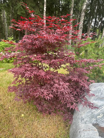 This media file shows a close-up, overhead shot of a vibrant Japanese maple tree with crimson and deep red leaves. The tree is situated next to a large, grey, textured boulder, and the ground is covered in dry, light brown grass with some patches of green. Behind the maple tree, the background features dark green pine trees and the pale trunks of birch trees, suggesting a natural, possibly forested, setting.

The scene appears to be outdoors, with natural lighting, likely during the daytime. The dry grass indicates a period of warmer weather, possibly late summer or early autumn. The lushness of the pine trees and the presence of the maple suggest a temperate climate. The overall mood is serene and natural, with a focus on the textures and colors of the foliage and the rock. There is no visible text in the image. The location context is identified as Uyut, Russia.