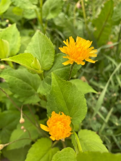 A close-up, eye-level, vertical shot showcases two vibrant yellow, pom-pom-like flowers against a backdrop of lush green foliage. The upper flower, larger and in sharp focus, displays numerous thin, delicate petals radiating outwards. Below it, a second, smaller flower of the same type is also visible, slightly out of focus. The background consists of blurred green leaves and stems, with hints of other vegetation and possibly a hint of a reddish-brown object, suggesting an outdoor natural setting. The lighting is bright, illuminating the yellow flowers and highlighting the texture of the green leaves. This scene is likely in Sainte-Anne-de-Bellevue, Canada, given the naturalistic setting.