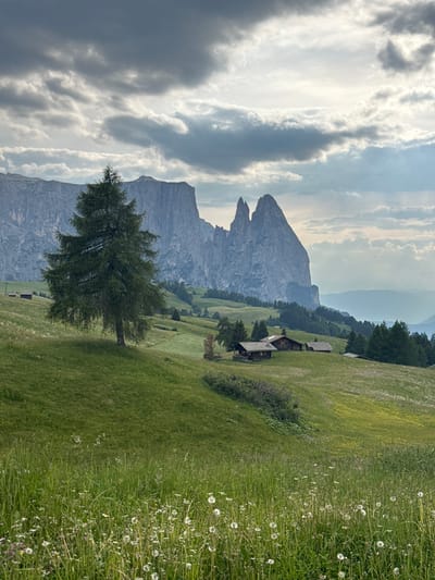This image depicts a serene alpine meadow landscape in Kastelruth - Castelrotto, Italy. In the foreground, a field of tall green grass and scattered white wildflowers, including dandelions, creates a lush carpet. A solitary evergreen tree stands prominently on a gentle grassy slope to the left of the frame. In the midground, a cluster of traditional wooden chalets with dark roofs are nestled amongst the rolling hills and interspersed with evergreen trees. The background is dominated by the imposing, rugged peaks of the Dolomites mountain range, with sharp, jagged rock formations against a cloudy sky. The overall atmosphere is peaceful and natural, showcasing the picturesque scenery of the South Tyrolean region.