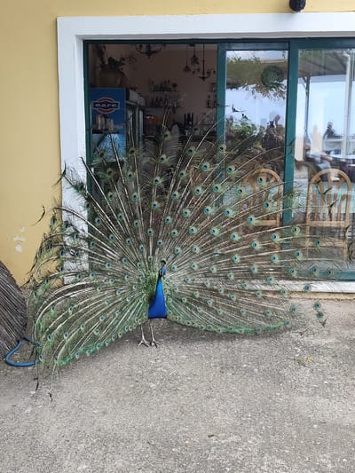 A vibrant peacock stands prominently in the foreground, its elaborate tail feathers fully fanned out in a spectacular display. The bird's head and neck are a brilliant iridescent blue, and its expansive tail is adorned with numerous striking green and blue "eyespot" patterns. It rests on a textured concrete surface.

Behind the peacock is a building with a pale yellow wall and a large, green-framed glass sliding door or window. Through the glass, the interior of what appears to be a cafe or restaurant is visible. Objects like shelves lined with bottles, various decorative items, and wooden chairs are discernible inside. A blue commercial refrigerator/cooler is also visible, bearing the Greek text "ΦΑΓΕ" (FAGE).

Reflections on the glass show glimpses of people seated at tables, as well as outdoor elements like foliage and a bright sky, suggesting it is daytime. To the left, a dark, woven mat or screen is partially seen, and a blue hose lies coiled on the ground near the base of the peacock's fanned tail. The setting appears to be a relaxed outdoor area, possibly in a resort or public garden, located in Λάκωνες, Greece.