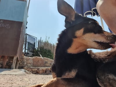 The image shows a close-up of a dog's head and upper body, with its tongue sticking out. The dog has black and tan fur. The image is taken outdoors during the day, with a clear blue sky visible. In the background, there are some stone walls and vegetation, suggesting a rural or historical setting. A blue umbrella is partially visible in the foreground. Some graffiti is present on a brown wall in the background. The image is oriented sideways.