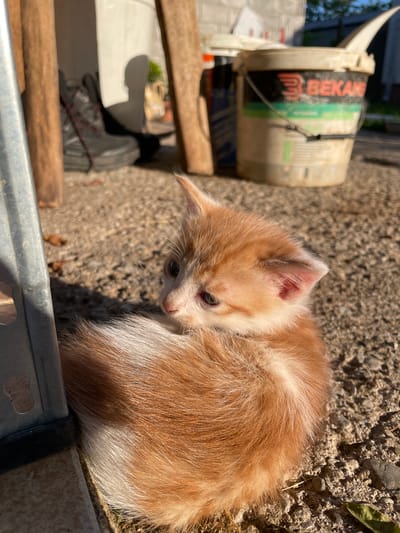 The image displays a small, light orange and white kitten resting outdoors under bright sunlight. The kitten is the primary subject, positioned in the lower-right and central part of the frame, partially curled up on a rough, pebbly ground. Its fur is a mix of pale orange, ginger, and white, with noticeable white markings on its belly, legs, and the tip of its tail. The kitten's eyes are open and dark, looking slightly upwards and to the left, suggesting alertness. Its left ear, visible in detail, shows pink inner tissue.

The setting appears to be an outdoor, utilitarian area, possibly a yard or a side space, bathed in strong daylight which creates distinct highlights and shadows on the ground and surrounding objects. In the upper-left background, a white plastic bucket with a handle is visible. A prominent label on the bucket clearly displays the brand name "BEKAMD" in red capital letters on a black background, accompanied by a stylized 'E' logo. A green section is also visible below the red text on the label.

Horizontally aligned wooden planks or beams are present in the middle ground, partially obscuring a darker, shaded area behind them where a black object, possibly a shoe, and some wiring are faintly visible. In the immediate foreground, a metallic structure or railing forms a barrier along the bottom edge of the image. The ground beneath the kitten is composed of small stones and gravel, with a few dry leaves. The scene captures a moment of a young cat resting or observing its surroundings in a sun-drenched, somewhat unkempt outdoor environment.
