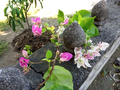 The image depicts a close-up view of bougainvillea flowers and green leaves resting on a cracked, dark gray stone wall. Two conical, rough-textured stone decorations are placed on top of the wall. In the background, a young tree with green leaves is visible, planted in dark soil. The ground is covered with dirt and some dry leaves. The scene appears to be an outdoor setting in a city in Meuse, Indonesia, possibly a garden or a public space. There are no people or animals present in the image. The lighting suggests it might be daytime.
