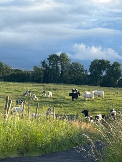 A herd of cattle are grazing in a green pasture under a cloudy sky. The cattle are of various colors, including black and white and solid white. Some of the cattle are in the foreground, while others are in the background. In the background, there is a line of trees and a distant building. The sky is filled with dramatic clouds, some of which are dark and ominous, suggesting a storm is approaching. The scene is peaceful and serene, with the cattle appearing content as they graze. The overall impression is one of rural tranquility.