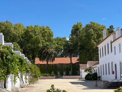 This image depicts a sunlit outdoor scene in Coruche, Portugal, specifically a courtyard or open area surrounded by architectural structures and dense vegetation. The sky is clear and bright blue.
On the left, a series of white, single-story buildings with stepped parapets are visible. These structures feature overhead wooden trellises heavily draped with vibrant green grapevines, which also cast prominent shadows on the light-colored ground.
In the mid-ground to the right, a two-story white building with a red-tiled roof stands prominently. This building has multiple rectangular windows with light-colored frames and a visible chimney on its roofline. Stone steps and two cylindrical stone bollards are positioned in front of its facade.
In the center-background, behind the foreground structures, a two-story building with a red-tiled roof is largely obscured by a dense covering of green ivy or climbing plants on its facade. Several rectangular windows are discernible through the foliage. A low, light pink-colored wall or planter box defines the base of this building. Two prominent palm trees are situated directly in front of this ivy-covered structure, with another partially visible further left.
The background is dominated by a dense canopy of large, green deciduous trees. The ground in the foreground and mid-ground is unpaved, appearing as light-colored compacted earth or gravel, exhibiting distinct patterns of sunlight and shadow. No individuals or active subjects are present in the scene.