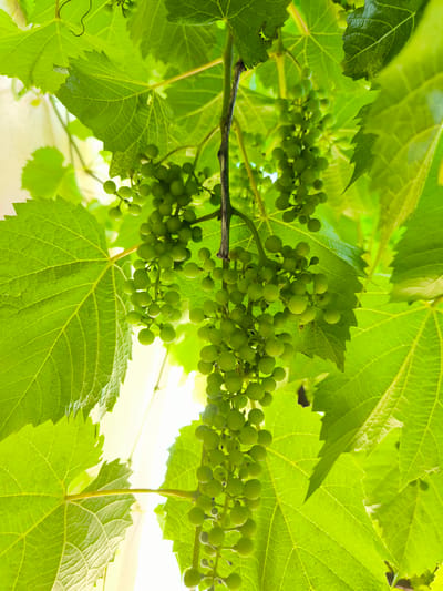 An upward-facing, close-up shot captures a cluster of unripe green grapes hanging from a vine amidst lush green grape leaves. The sun shines brightly from behind the leaves, creating a luminous effect. The scene is from the vineyards of Mileștii Mici, Moldova, a location renowned for its vast wine cellars. No people or man-made structures are visible. The focus is on the natural growth of the vine and its developing fruit.
