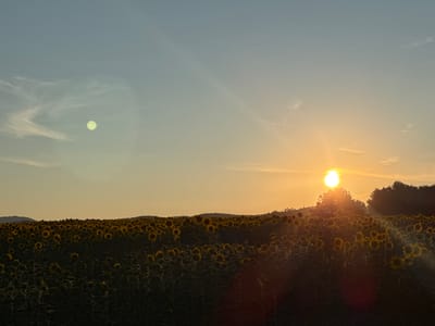 The image depicts a vast sunflower field at sunset, with rolling hills in the background. The sky is a gradient of pale blue to warm orange near the horizon. The sun, a bright orb, is setting behind a cluster of trees, casting a golden glow over the scene. There are faint, wispy clouds in the sky. A noticeable lens flare is present in the lower right portion of the image. The field is densely populated with sunflowers, many of which are facing towards the setting sun. The foreground is dark, with the sunflowers gradually becoming illuminated by the fading sunlight. The image appears to be taken in Rezhantsi, Bulgaria, a location known for its scenic countryside.