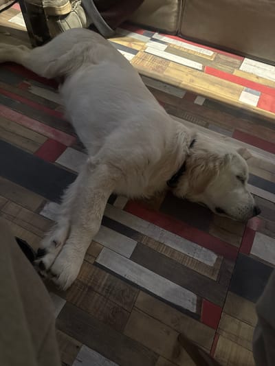 A golden retriever dog is sleeping on a floor with a colorful plank design. The dog is lying on its side, with its head resting on the floor. The floor planks are arranged in a random pattern and feature colors such as red, white, yellow, and brown. The environment suggests an indoor setting, possibly a home in Ptichnoye, Russia, given the context of the request. Sunlight is streaming in from the right side of the image, casting a shadow on the dog and the floor.