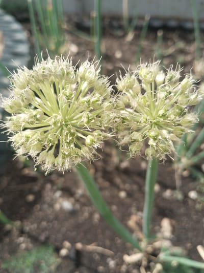 The image shows two spherical flower heads of an onion plant in a garden. The flower heads are light green and white, with many small buds and delicate filaments. The plants are growing in dark soil, with some blurred green foliage in the background. The location is specified as Ақадыр, Kazakhstan, implying an outdoor setting within a city or town in that region.
