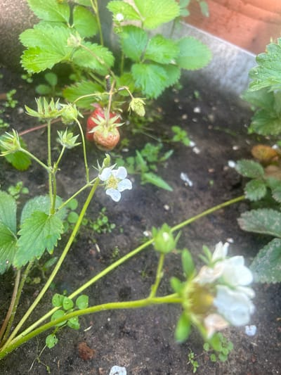 A close-up shot captures a strawberry plant with red berries, green leaves, and white flowers. The plant is growing in dark soil, possibly in a garden bed or pot. Small green sprouts and weeds are visible around the base of the plant. The background shows a blurred metallic or concrete edge and more greenery. The image is likely taken outdoors, possibly in a residential area of Imeni Morozova, Russia. There are no people or animals visible in the image.