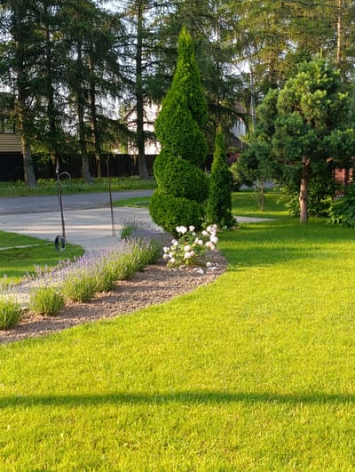 The image depicts a manicured garden scene on a bright, sunny day. A neatly mown, vibrant green lawn occupies the foreground and curves into the middle ground. A pathway paved with light-colored stones meanders through the garden. Along the edge of the pathway, a border of gravel is visible, with rows of blooming lavender plants in shades of purple and pinkish-white roses. To the right of the pathway, a coniferous tree with a dense, bushy canopy stands prominently. Behind the pathway and the flowering plants, a row of tall, slender coniferous trees with dark green foliage forms a backdrop. In the distance, hints of residential buildings and a dark fence are visible. A metal garden tool, possibly a hose reel, is positioned on the left side of the pathway. The scene appears to be located in a suburban or rural setting, possibly within the Самахвалавіцкі сельскі Савет in Belarus, given the typical landscaping and vegetation found in the region. There are no people or animals present in the image, and no actions are being performed.