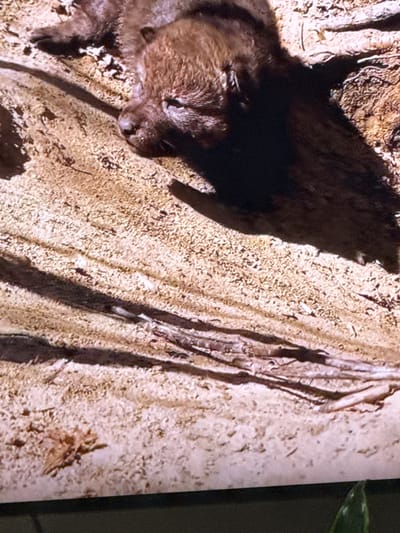 A close-up, overhead shot shows a young wolf pup lying on its side in a sandy, wooded area. The pup is mostly visible from its head to its mid-back, with its face turned to the left. Its fur is dark brown and appears wet. The pup's eyes are closed, and its snout is slightly open. The background is composed of sand, dirt, and fallen leaves. Long, dark shadows are cast across the ground, suggesting the presence of overhead trees or foliage. The image is part of a larger scene, with a portion of a plant visible in the bottom right corner. The location is identified as Springboro, Ohio, United States of America.