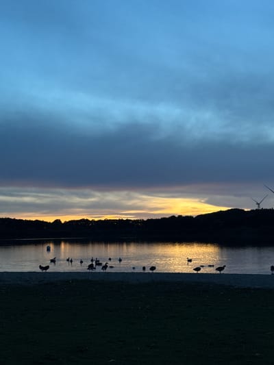 The image depicts a serene sunset over a body of water, likely a lake or pond, in the city of Neumünster, Germany. Silhouetted against the vibrant orange and yellow hues of the setting sun, a flock of birds, primarily geese and ducks, are gathered on the sandy shore and in the shallow water. Their dark forms stand out against the shimmering reflection of the sky on the water's surface.
The background reveals a treeline, also in silhouette, with hints of wind turbines on the horizon, suggesting a semi-rural or park-like setting within the city. The sky is a gradient of deep blues at the top, transitioning to grays and blues as it meets the colorful sunset. The overall atmosphere is peaceful and natural, capturing a moment of tranquility at dusk. There are no people visible in the image.