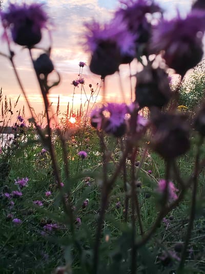 This photograph captures a natural landscape at dusk, likely in or near Faliukovo, Russia. The foreground is dominated by blurred, dark silhouettes of thorny thistles with prominent purple blooms, some of which are out of focus and appear as soft, vibrant splashes of color. Behind these, a field of green grass and other wildflowers stretches towards a body of water, possibly a lake or river, reflecting the warm hues of the setting sun. Tall, dry grasses or reeds are visible along the water's edge, and the sun itself is a bright, diffused orb peeking through the vegetation, casting a golden-orange glow across the sky. The sky is a mix of soft pinks, oranges, and blues, with scattered clouds adding texture. The overall impression is one of a serene, rural evening. There are no people or man-made structures immediately apparent in the frame, emphasizing the natural beauty of the scene. The focus is on the interplay of light and shadow, with the delicate purple flowers providing a striking contrast to the warm sunset.