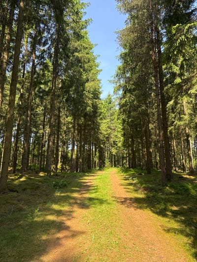 The image displays a serene forest path in Vessigebro, Sweden, stretching into the distance under a canopy of tall trees. The scene is dominated by numerous slender, coniferous trees, likely spruces or firs, with dense green needles, forming a natural corridor. These trees line both sides of a well-defined, light brown dirt or gravel path that appears inviting for a walk or hike.
The ground cover consists of lush green grass and patches of darker forest undergrowth on either side of the pathway. Sunlight filters through the dense foliage, creating distinct patterns of light and shadow across the path and the grassy areas, indicating a bright, clear day. A segment of clear blue sky is visible in the upper left portion of the image, breaking through the overhead branches. The overall impression is one of tranquility and natural beauty, characteristic of a secluded woodland trail.
The time of day appears to be late morning or early afternoon, suggested by the angle of the sunlight and the clear, blue sky. The weather is fair and sunny. No people, animals, or man-made objects are visible within the frame, emphasizing the natural and untouched quality of the environment. There is no visible text.
