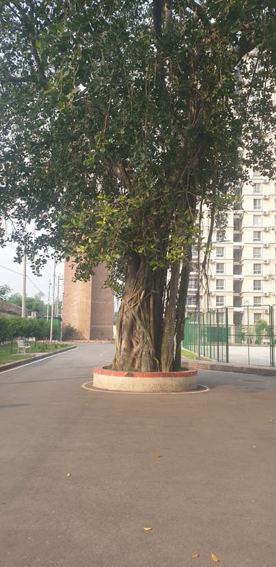 In Chor Sahapur, Bangladesh, a large banyan tree with aerial roots dominates the foreground, its gnarled trunk and dense foliage casting shadows. The tree is situated in the center of a circular planter with a red and white border, surrounded by a paved road. In the background, a modern, multi-story building with numerous windows stands to the right, suggesting an urban or semi-urban environment. To the left, a tall, brick structure, possibly a tower or chimney, is visible, with a few smaller trees and some greenery in between. The scene appears to be a public space, with a paved walkway and what looks like a bench visible on the left side of the road. The sky is overcast, and the overall lighting suggests it is daytime. There are no people or animals in the frame.
