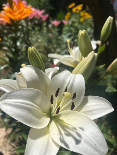The image depicts a close-up view of white lilies in a garden. The focus is on a fully bloomed white lily in the foreground, with its petals unfurled and stamens visible. Several lily buds, still closed, are also present in the mid-ground. The background is blurred, showing hints of other flowers in orange, pink, and yellow, as well as green foliage and a dark vertical element that could be a tree trunk or wooden post. The lighting suggests it is daytime, with sunlight casting shadows on the petals. The scene is set outdoors, in what appears to be a residential garden or park. The location is identified as Belo pole, Bulgaria. There are no people or animals visible in the image.