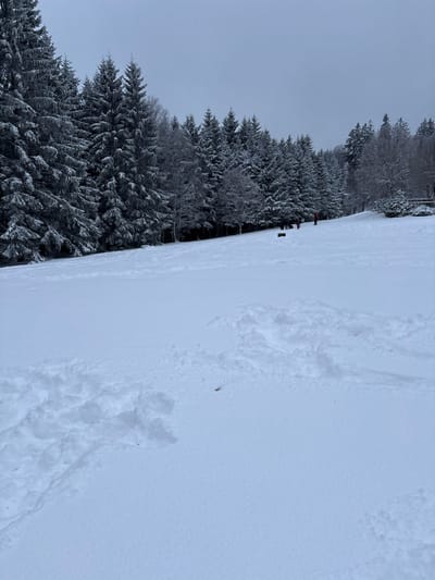 The image displays a snow-covered landscape in Le Hohwald, France, under an overcast sky. The foreground is dominated by undisturbed white snow, with an area of disturbed, textured snow and faint tracks on the left side, extending into the mid-right. A gentle, snow-covered incline rises from the midground towards a dense forest in the background. On this slope, near the base of the tree line and positioned towards the right half of the frame, are approximately five human figures. One figure is distinguishable by red outerwear. A dark, rectangular object, possibly a log or bench partially submerged in snow, is visible on the slope to the left of the figures. The background consists of a dense forest line composed primarily of snow-laden coniferous trees, with some bare deciduous trees visible among them. The sky is a uniform light gray, indicating full cloud cover.