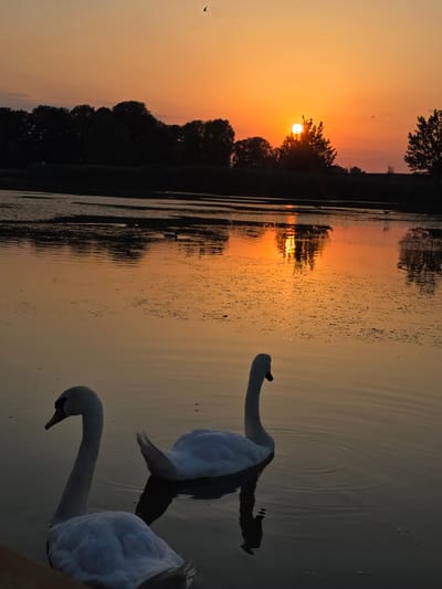 The image captures a serene sunset over a body of water, with the sky painted in warm hues of orange and yellow. Silhouetted trees form a dark line along the horizon, contrasting with the vibrant sky. The sun is a bright orb peeking through the foliage. In the foreground, two white swans are gracefully swimming in the calm water, their reflections subtly visible on the surface. The water is still, with gentle ripples indicating movement. The overall mood is peaceful and tranquil, evoking the beauty of nature at dusk. There is no visible text in the image. The scene is set in Holíč, Slovakia.