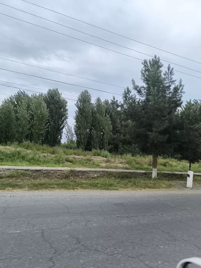 This is a landscape photograph taken from a low angle, possibly from a moving vehicle, looking towards a roadside. In the foreground, a cracked asphalt road occupies the bottom half of the frame. A narrow, raised curb with vegetation separates the road from the embankment beyond. The embankment is covered in dry grass and some patchy green growth. Further back, a row of tall, slender trees with dense green foliage forms a backdrop. These trees appear to be deciduous and are clustered together. To the right of these trees, a single pine tree stands out, its dark green needles contrasting with the lighter green of the other trees. This pine tree has a brown trunk with white paint marking its lower section. Adjacent to the pine tree, a white marker post is visible. Above the trees, a cloudy sky stretches across the top of the image, with several parallel power lines running horizontally. The overall scene suggests a rural or semi-urban setting along a road in Кияли-Курганча, Uzbekistan, under an overcast sky.