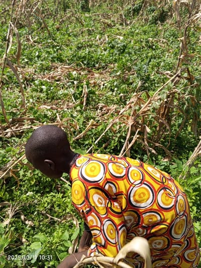 The image displays a person engaged in agricultural activity within a field in Kamantan, Nigeria. The individual, of dark complexion with a closely cropped haircut, is captured from the upper back and left profile, bent forward over the vegetation. They wear a long-sleeved garment patterned with concentric circles in yellow, orange, white, and black on a yellow background. The field is characterized by dense green foliage, likely ground cover or weeds, interspersed with numerous dry, light-brown stalks consistent with harvested maize or similar crops. The scene is illuminated by natural daylight. A digital timestamp "2025/10/11 10:31" is visible in the lower-left corner.