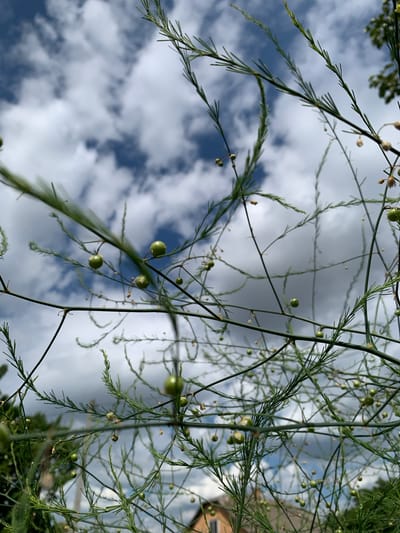 This media file is a close-up, upward-facing shot of a plant with delicate, feathery green foliage and small, round green berries against a cloudy sky. The plant appears to be an asparagus fern or a similar vining plant, with thin, wiry stems and needle-like cladophylls. The berries are distributed along the stems, some singly, others in small clusters.
The sky is a mixture of deep blue and white, with soft, diffused clouds suggesting it might be daytime, possibly late afternoon or early morning given the soft lighting. The overall impression is one of a natural, outdoor setting, likely a garden or wild area in Ivanava, Belarus. The focus is on the intricate details of the plant, with the sky serving as a backdrop. There is no text visible in the image. The scene evokes a sense of gentle growth and the natural beauty of plant life against the elements.