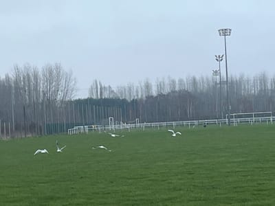 A grassy field under an overcast sky features a flock of six white birds in flight. In the background, tall trees and a fence line are visible. Three tall light poles stand to the right, adding to the sparse landscape. The scene is muted in color, reflecting the dreary weather. The field's purpose is unclear, though its proximity to fences and poles suggests a sporting area.