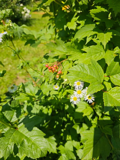 The image shows a cluster of small white flowers with yellow centers, and a branch of red berries, surrounded by lush green leaves. The scene is bathed in sunlight, casting shadows on the leaves, indicating an outdoor setting. The background is softly blurred, suggesting a garden or natural environment. The overall impression is one of a vibrant summer day. There is no indication of the city of Chukholovo, Russia, in the image.